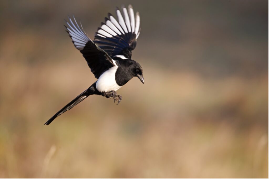 Magpie