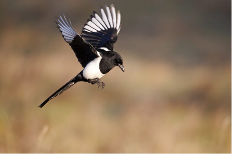 Magpie